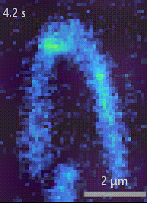 Smc56looping.gif